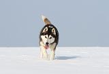 SIBERIAN HUSKY 206